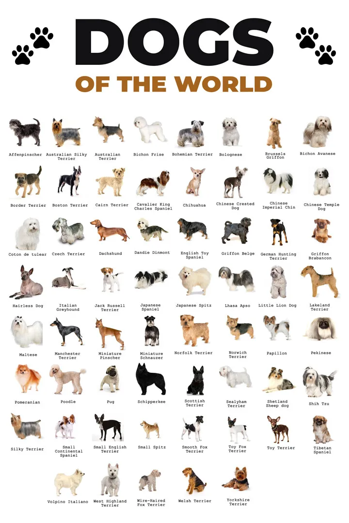 Honden Soorten van de wereld Populaire rassen Grafiek Kunstposter Rome Decoratie