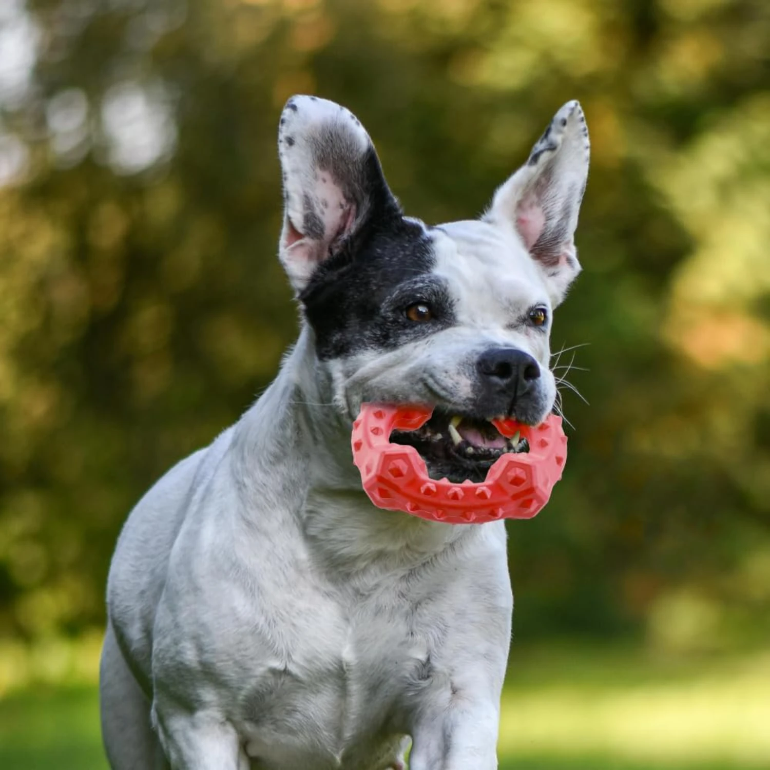 Promot-juguete para masticar dientes de ternera verde, excelente higiene bucal, interactivo, divertido, de alta calidad, delicioso, para perros medianos a grandes