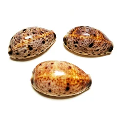 3 PCS Lynx Cowry Shells Natural Eyed Lyncina Cowrie Seashell For Aquarium Landscaping Shell Ornaments Fish Tank, Candle Making