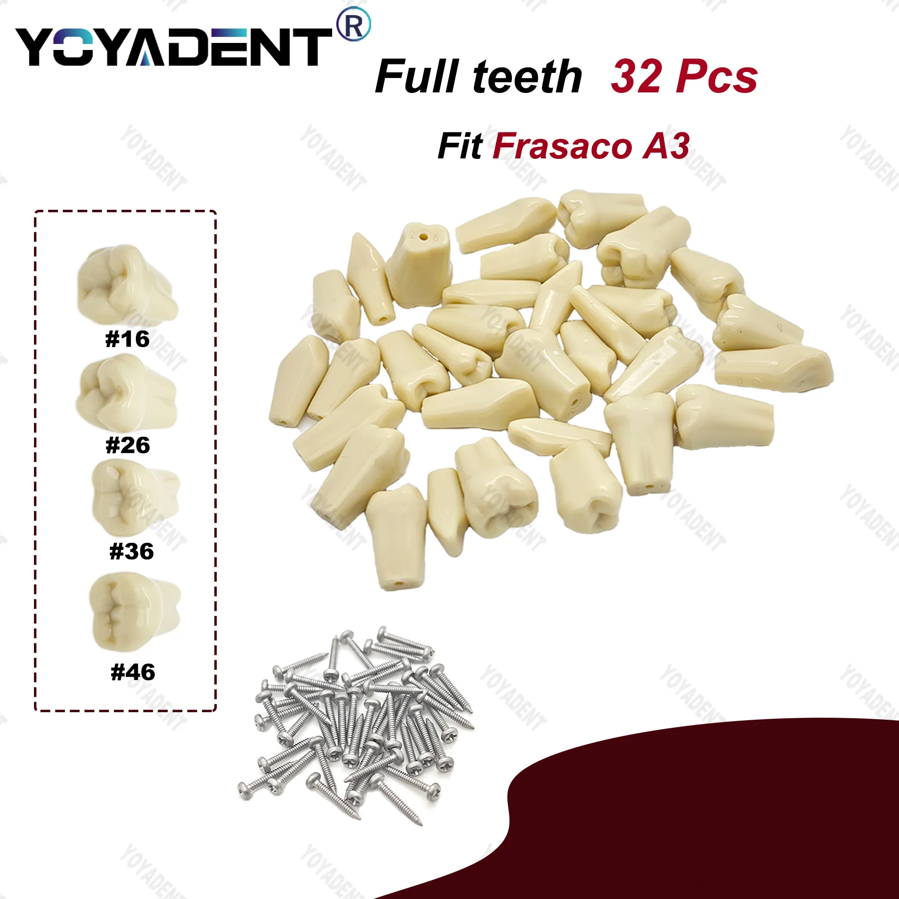 

Dental Teeth Model Fit Frasaco A3 Full teeth 32Pcs Replacement Tooth Particles For Preparation Training Teach Resin Material