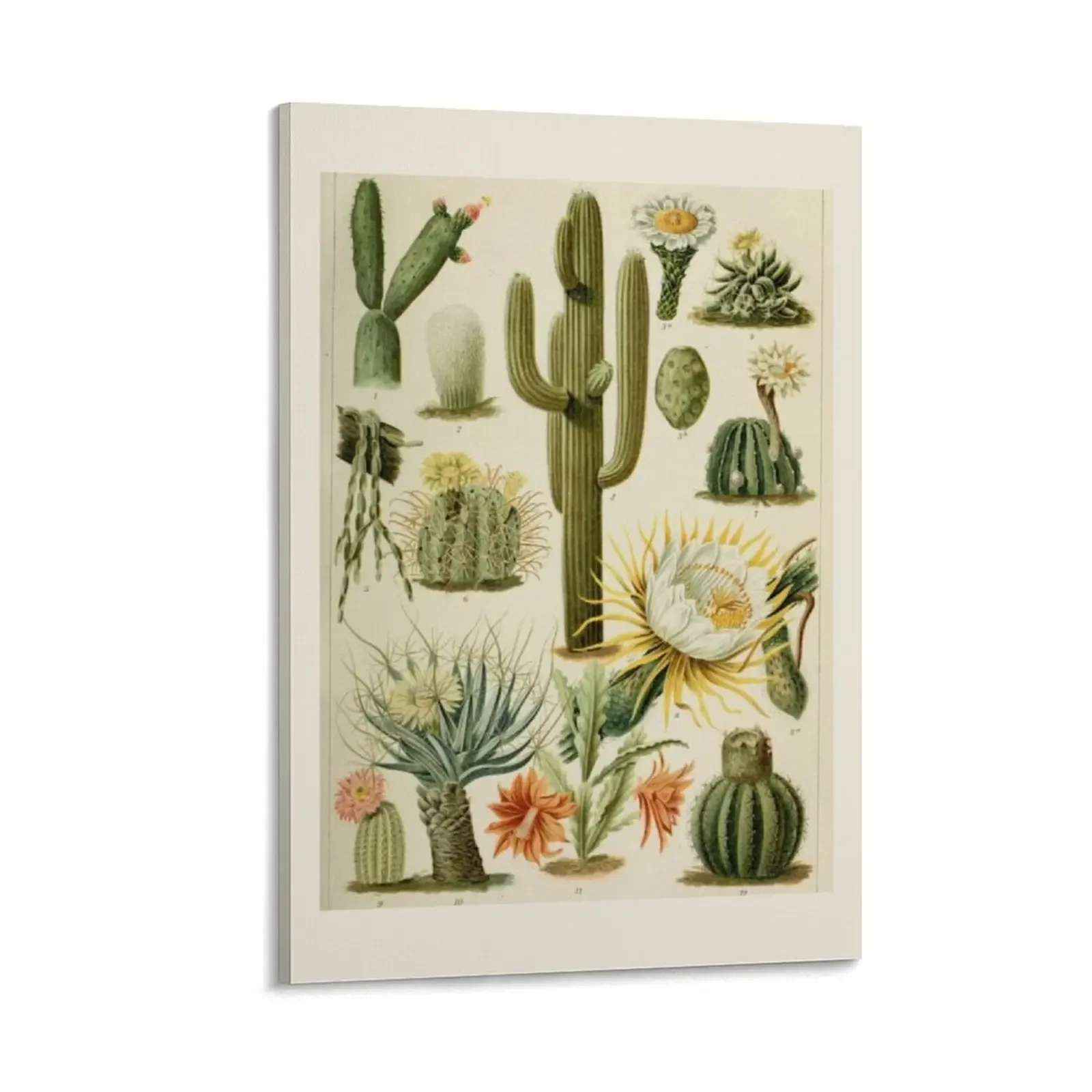 

Naturalist Cacti Canvas Painting bedroom decor room decorations decoration aesthetic