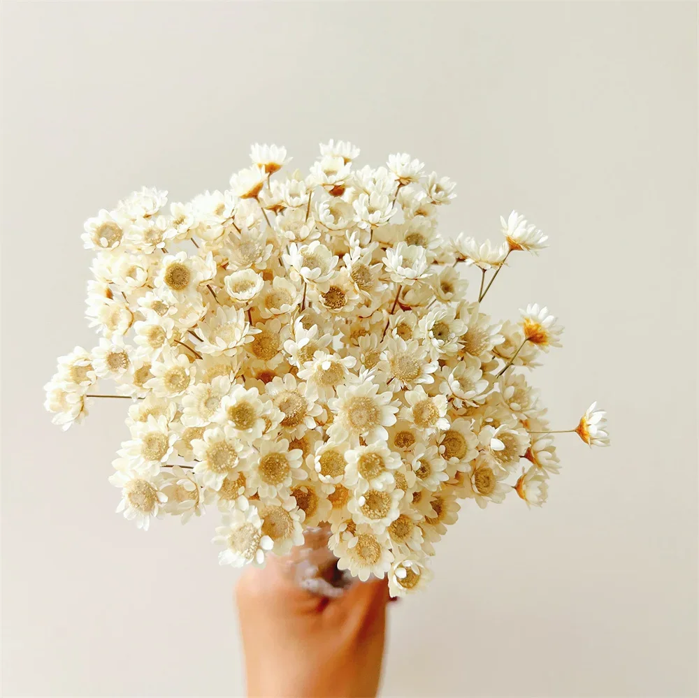 

200Pcs Natural Dried Flowers - Brazilian Small Star Daisy Decorative Mini Chamomile Bouquet for Wedding Floral Decoration