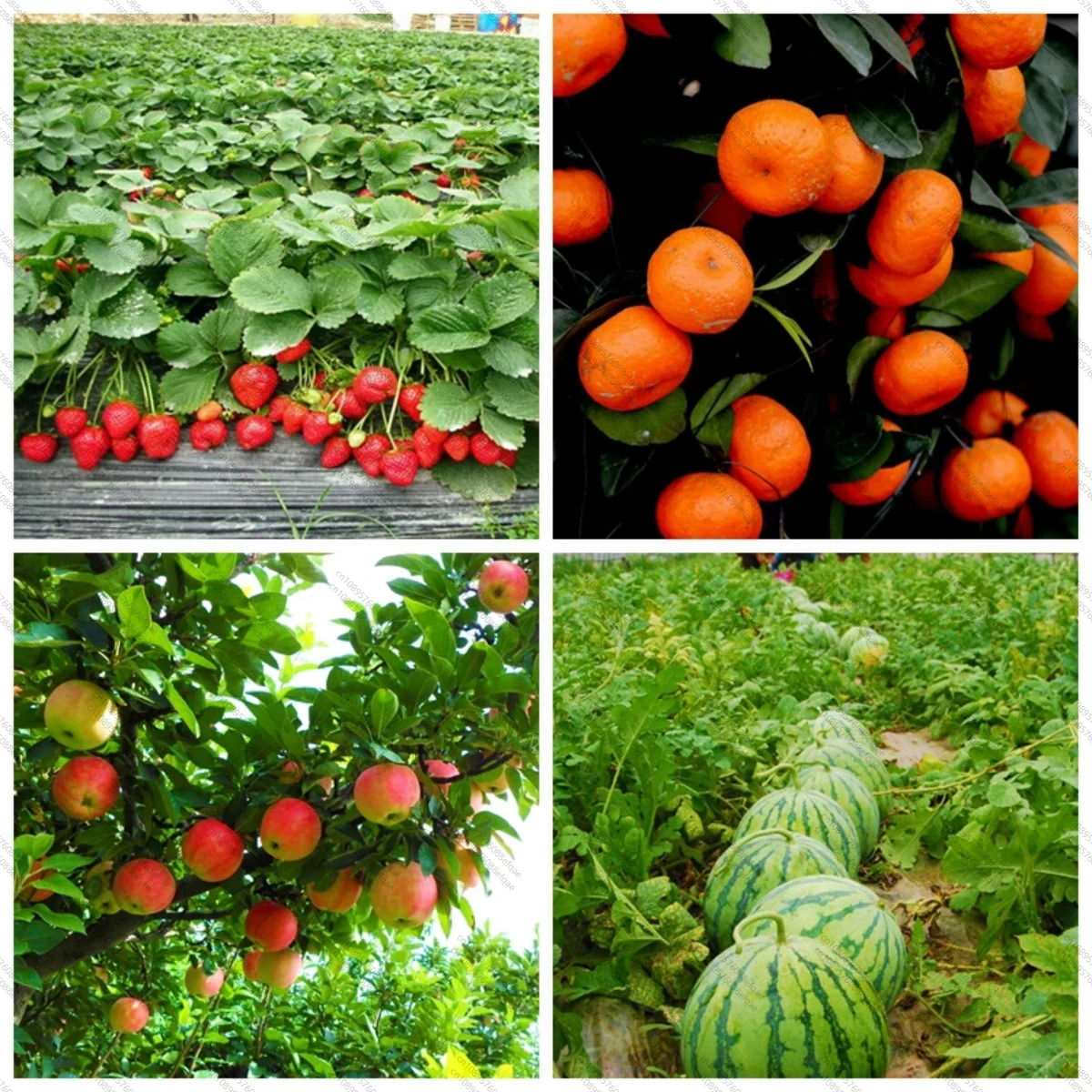 High Quality Low Price Water Soluble G A 3 20% Tablet