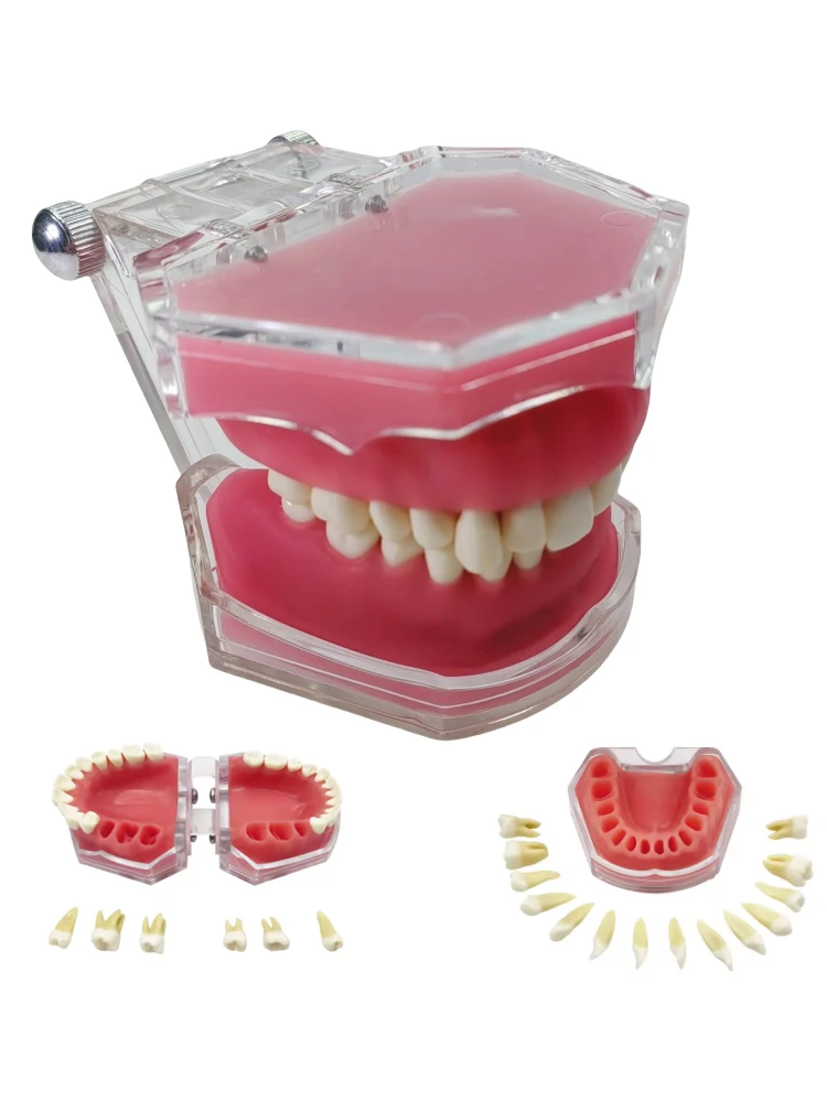 

1 шт., модель для удаления зубов, модель зуба для практики зуба, съемные зубы, стандартные зубы, модель для обучения зубами