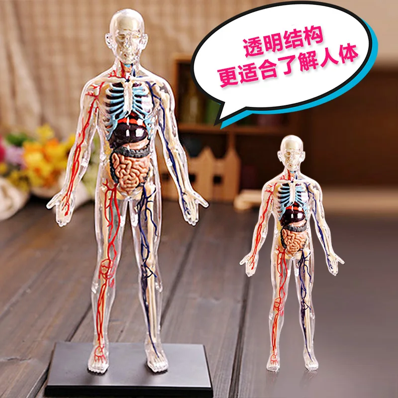 1:6 4D Human Body Model Anatomy SkeletonOrgan DIY Organ Assembly Educational Learning School Biological Teaching Tool