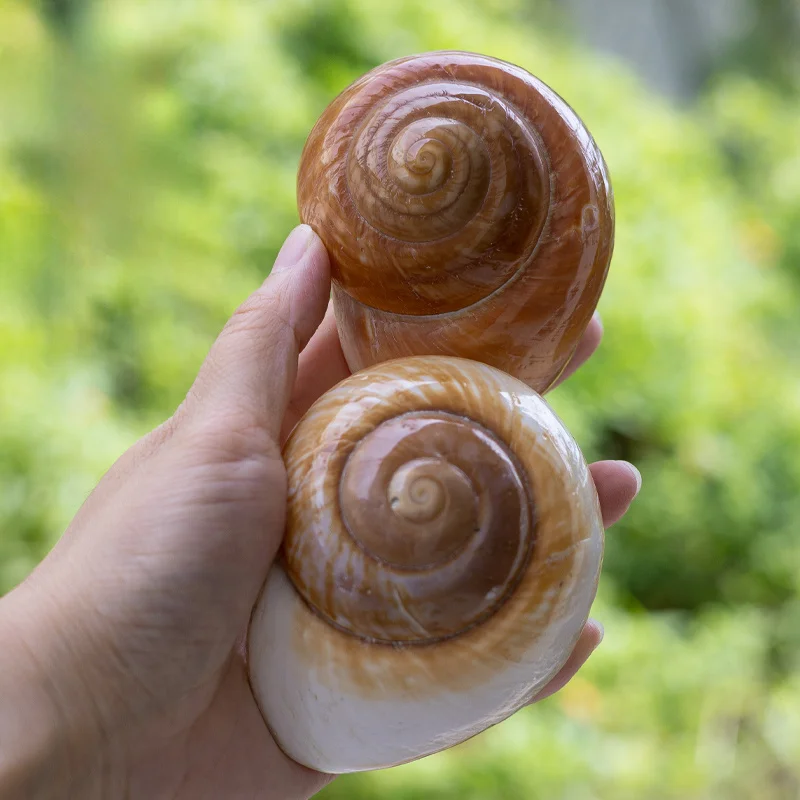 Conchas de caracol de pan marrón para cangrejo ermitaño, decoración para el hogar y el acuario para todas las estaciones, artesanía Natural, 2 uds.