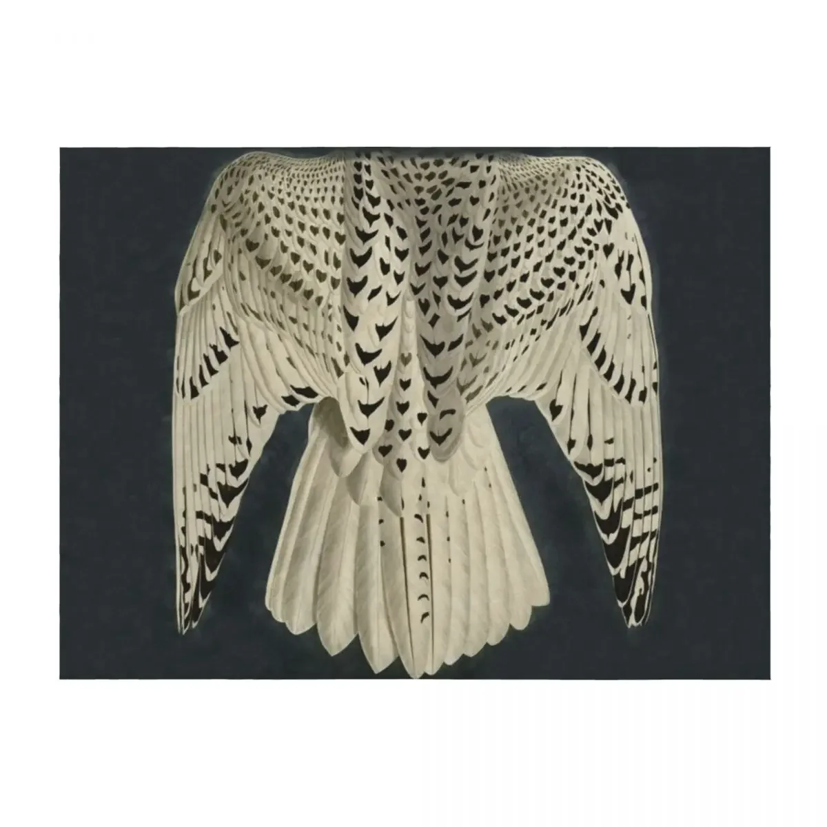 

Wings / Fragments of Iceland or Jer Falcon by J.J.Audubon / Vintage birds / Feathers Texture dark background Throw Blanket