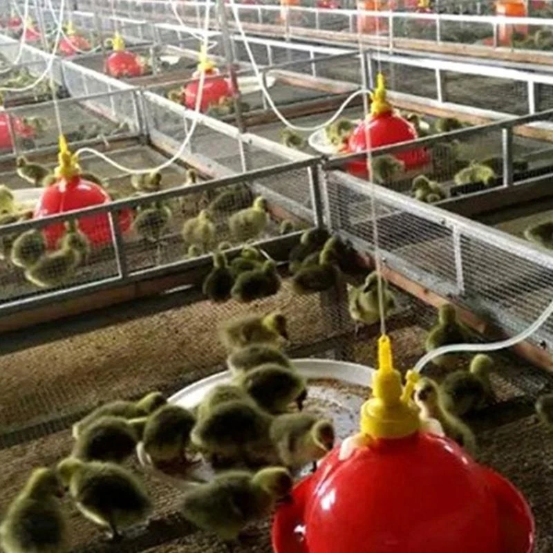 Автоматический водный фонтан для домашних птиц.