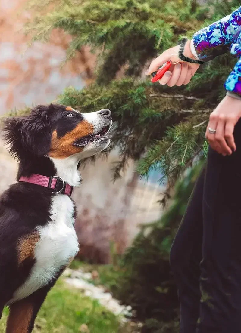 Clicker für das Training von Haustieren mit Handschlaufe, einstellbarer Klicker mit variabler Lautstärke, tragbares Trainingsgerät mit Schlüsselanhänger für Hunde, Katzen, Vögel und Pferde. – Detail 11