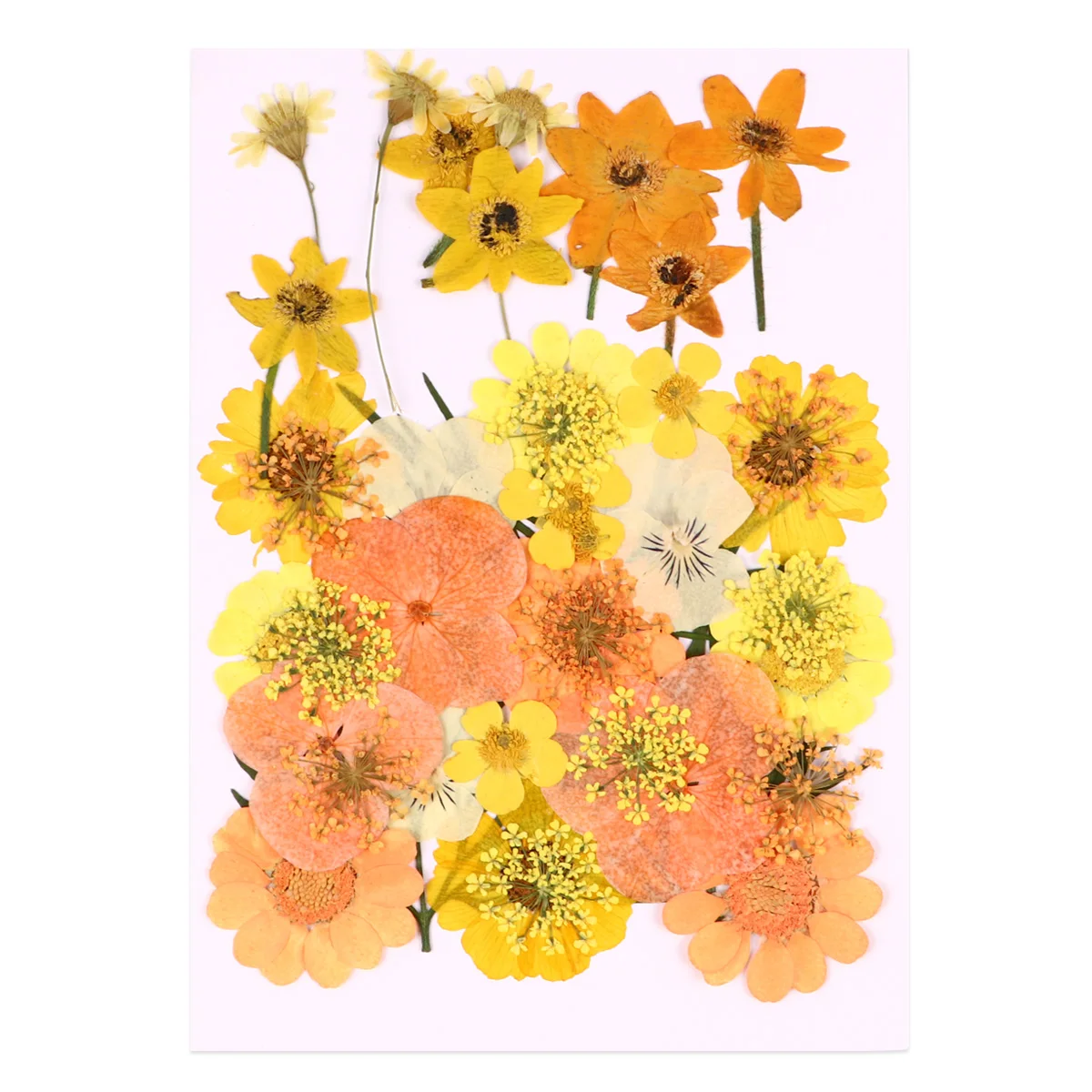

40 Pcs Floral Kit Elegant Pressed Flowers Decor Beautiful Fade Less Material Houehold Flower Decorations Pack Craft Household