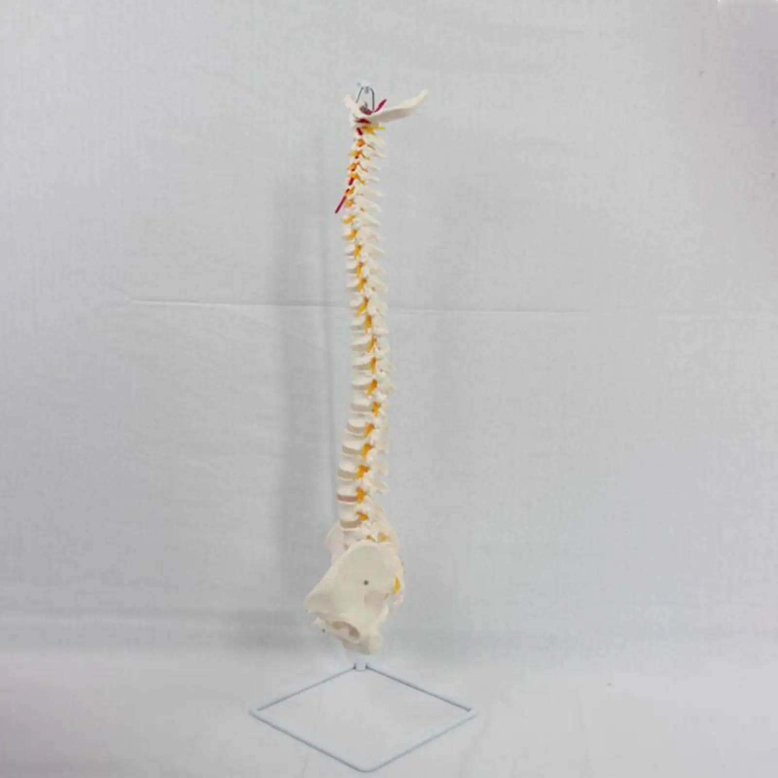 Life Size Human Spine Bone Skeleton Model,PVC Flexible Human Spinal Column for Human Study,Classroom,Demonstration