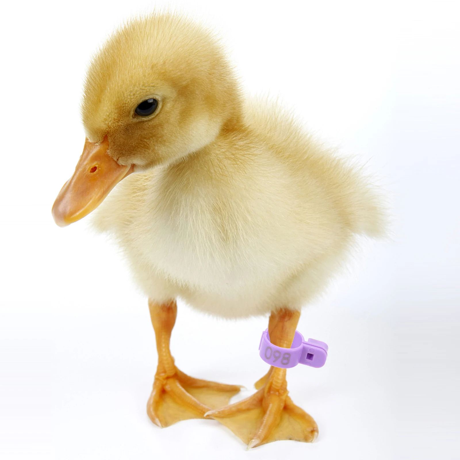 

100pcs Chicken Leg Rings Plastic Poultry Foot Bands Durable Marker Rings for Chickens Ducks Goose Yellow 001-100 Lightweight