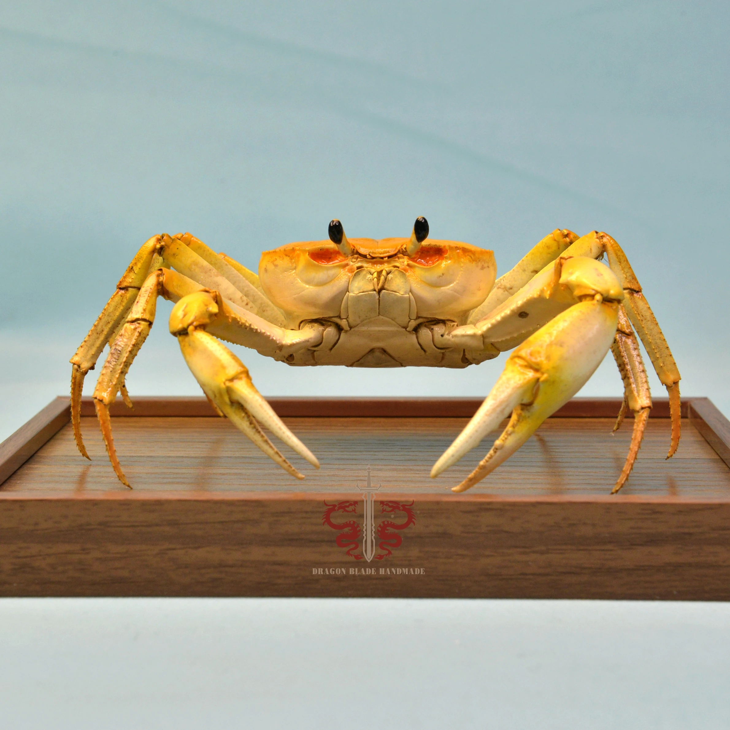 Crab specimen Nanhaipotamon guangdongense, museum-quality taxidermy display box, Collection Home Decor Ornament Desk Decoration