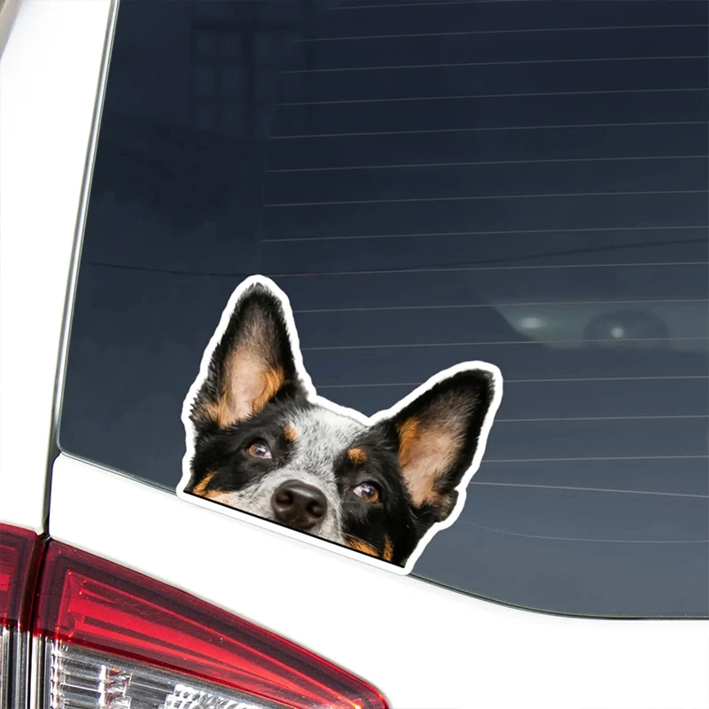 DK162#17x13.5cm Peeking Australian Cattle Dog Car Sticker Waterproof Vinyl Decal For Truck Motorcycle Scooter Auto Accessories