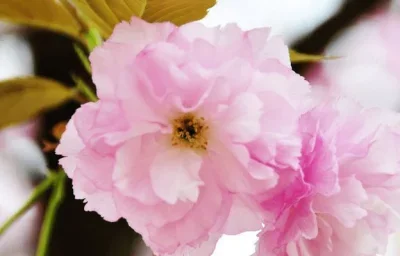 Hobbywing Rc Car 12…