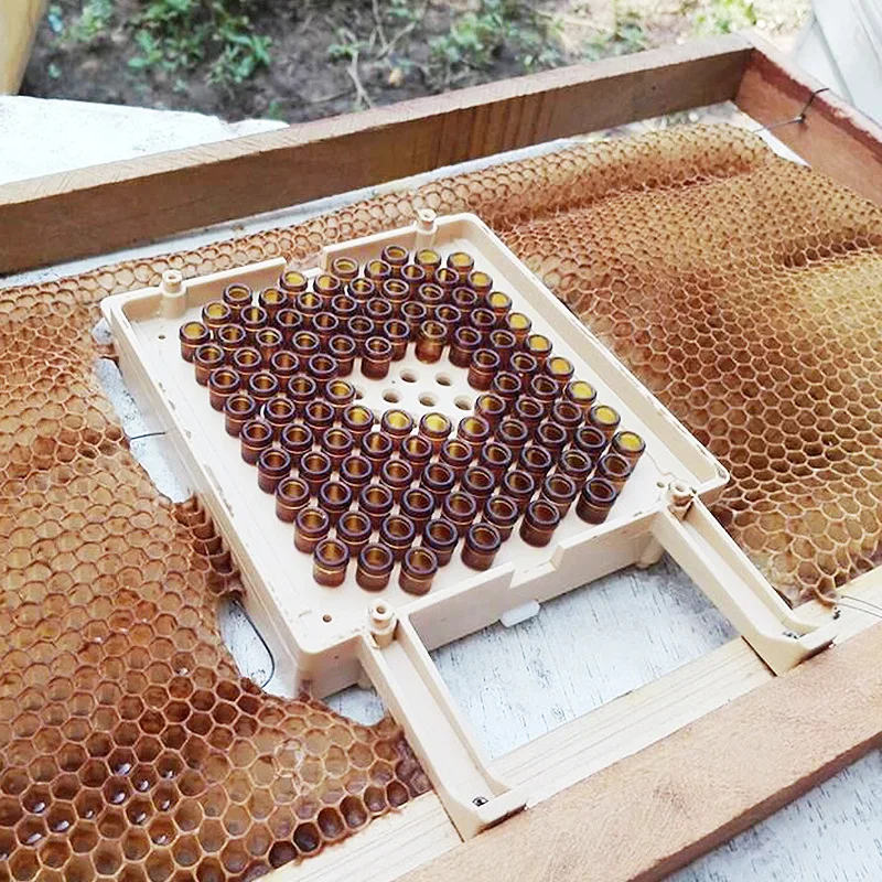 1Set Jenter Apiculture Kit Transfer Box Breeding High Accepted Virgin Plastic Incubator Box Worms Egg Larva Transferred