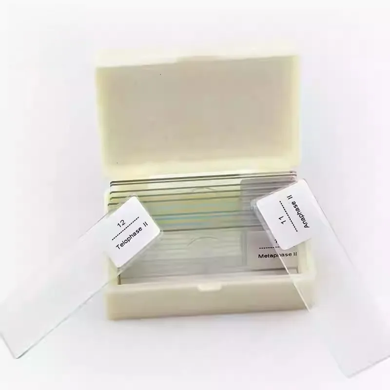 12-Piece Onion Anther Meiosis Slides | Cell Division & Genetics for Agricultural & Forestry Colleges