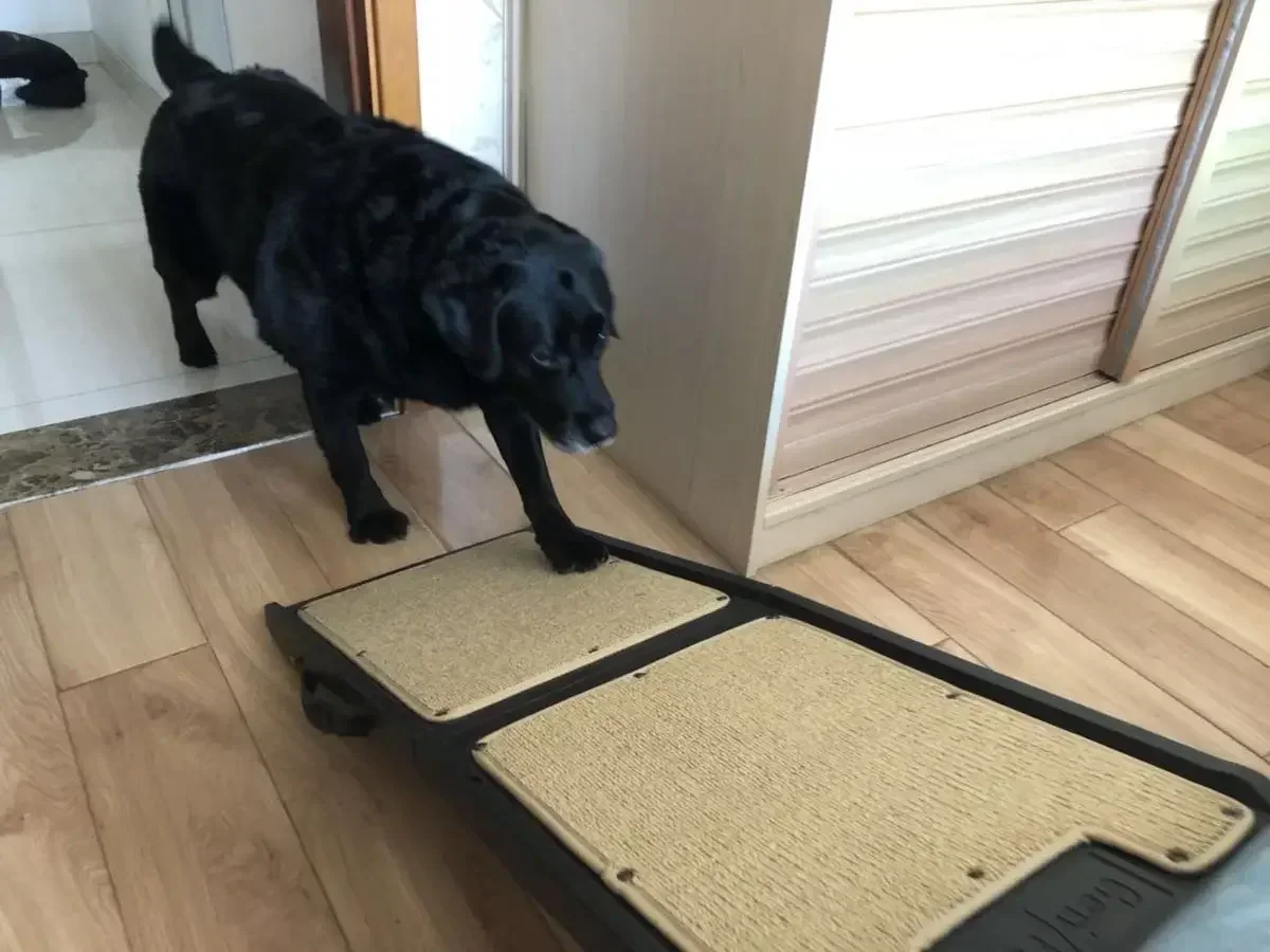 Escalera de asistencia para mascotas, rampa plegable montada en coche para perros grandes Hot sales