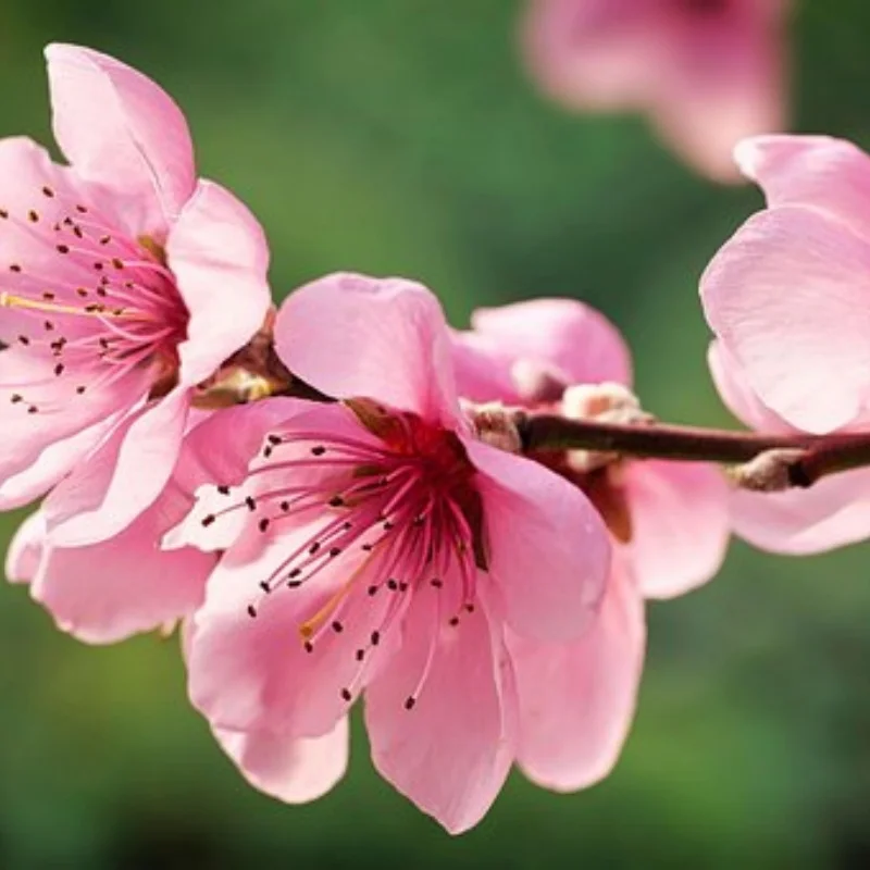 

Tras Slash2WD, 2WD LCG Drag Slash Стальной большой зуб 48P/72 -76T,86T