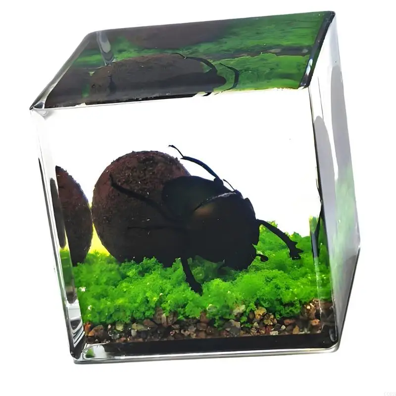 CORB Insect Specimens MicroLandscape With Clear Acrylic Block Biology Learning Insect