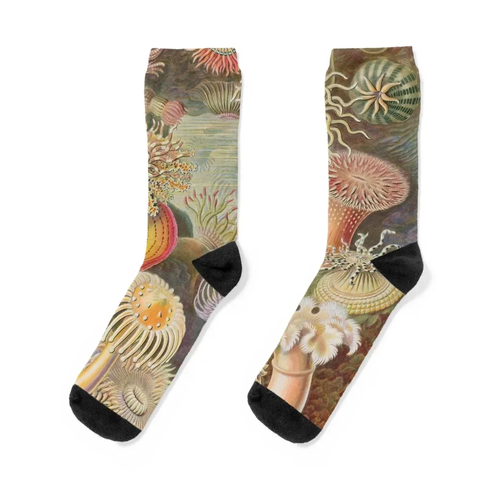 

Haeckel Actiniae Drawing Socks Hiking boots gifts retro Christmas Socks Man Women's