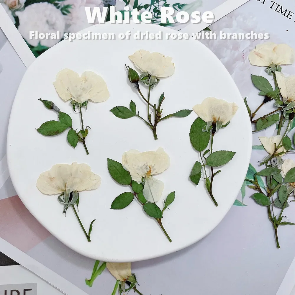 12pcs/lot,Nature white rose branches,real pressed mini rose DIY Wedding invitations graft Bookmark Gift Cards phone case decor