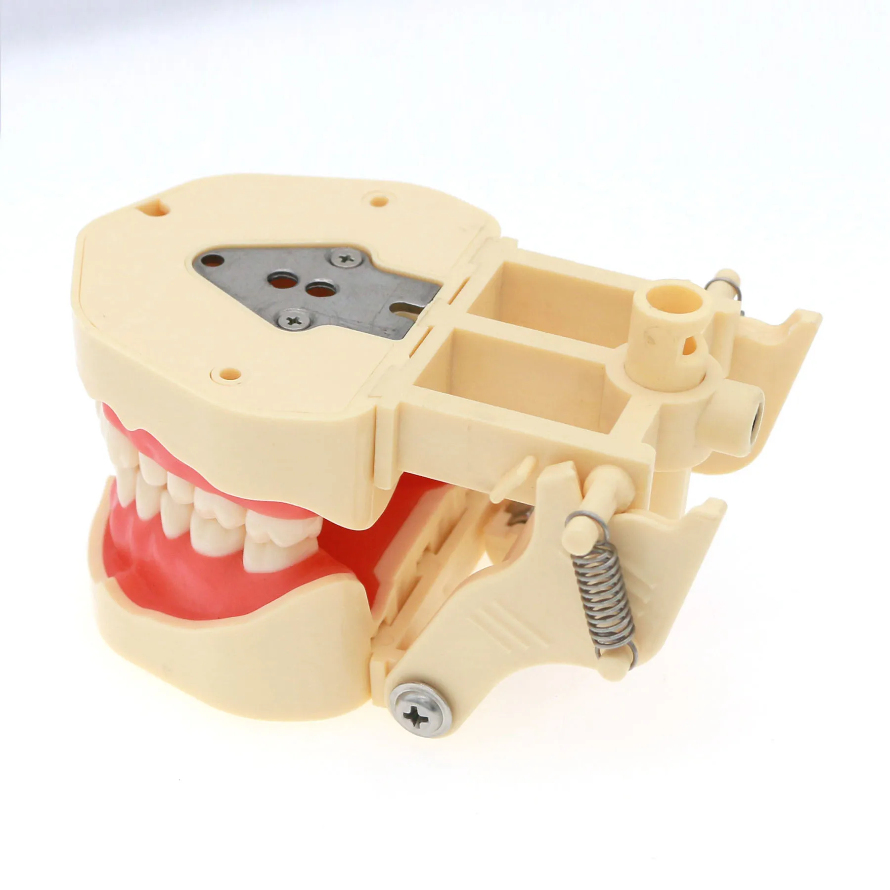 

Dental Typodont Teeth Model Screw-in Removable 28Pcs Teeth standard model Practice filling M8013 fit Frasaco ANA-4 Restorative