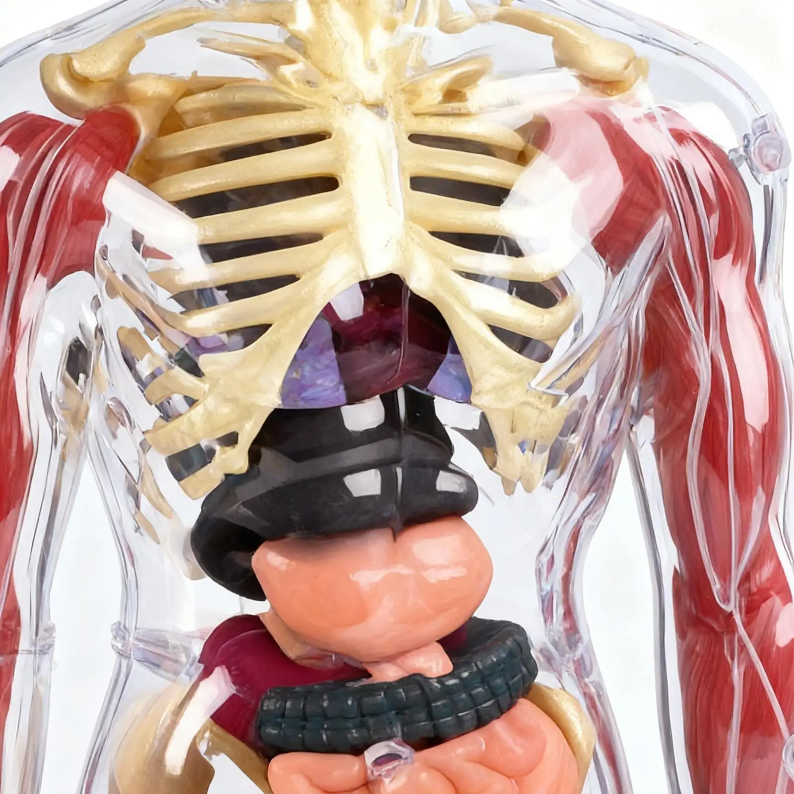 

Anatomy Model For Kids Human Body Science Toy Anatomy Soft Model For Home School Kindergarten Living Room Bedroom Playroom