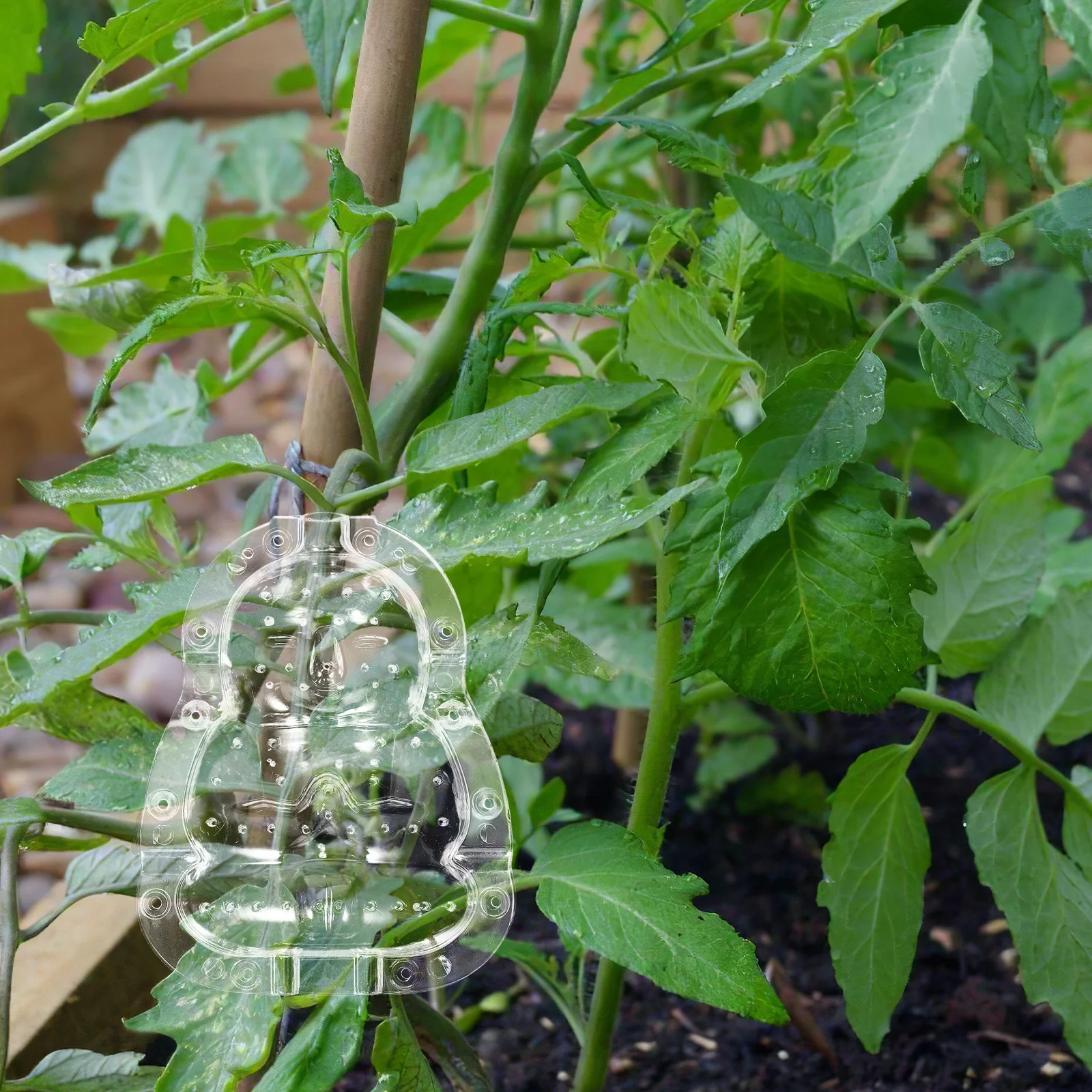 

2Pcs Durable Pc Transparent Buddha Fruit Mold for Growing Melon Garden Shaping Accessory Adorable Buddha Mold Pc Material