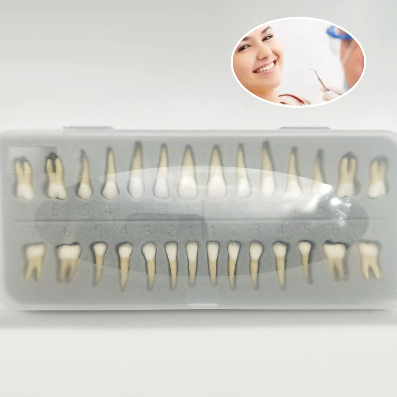 

Модель зубов для обучения и практики стоматологов: 28 зубов, имплантаты, демонстрационный набор для тренировок