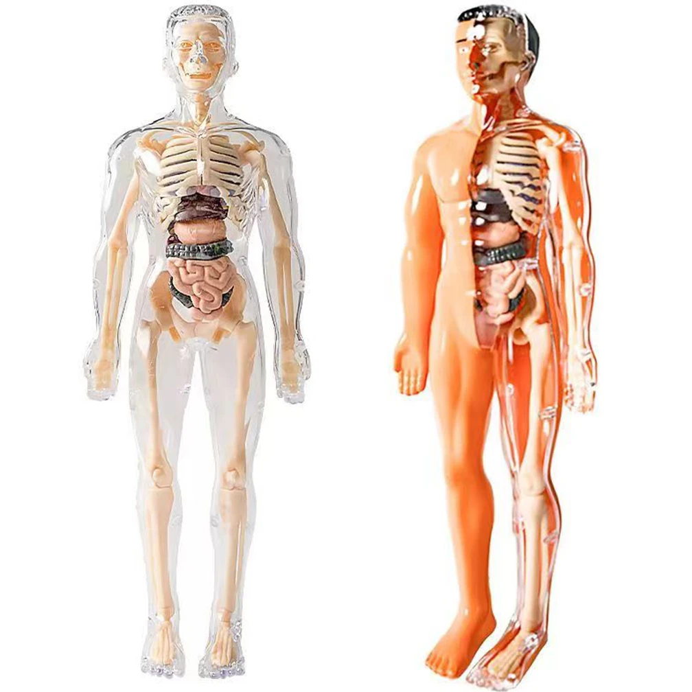 28CM Removable Parts Human Body Anatomy Model For Kids Torso Educational Science Kits For Medical Student Learning Supply DIY