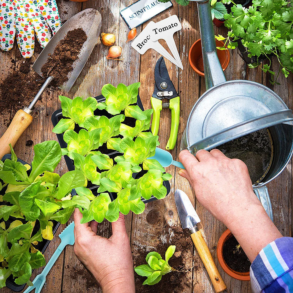 

10Pack Nursery Box Starter Tray Transparent Lid Cell Heat Preservation Moisture Succulent Tomatoes