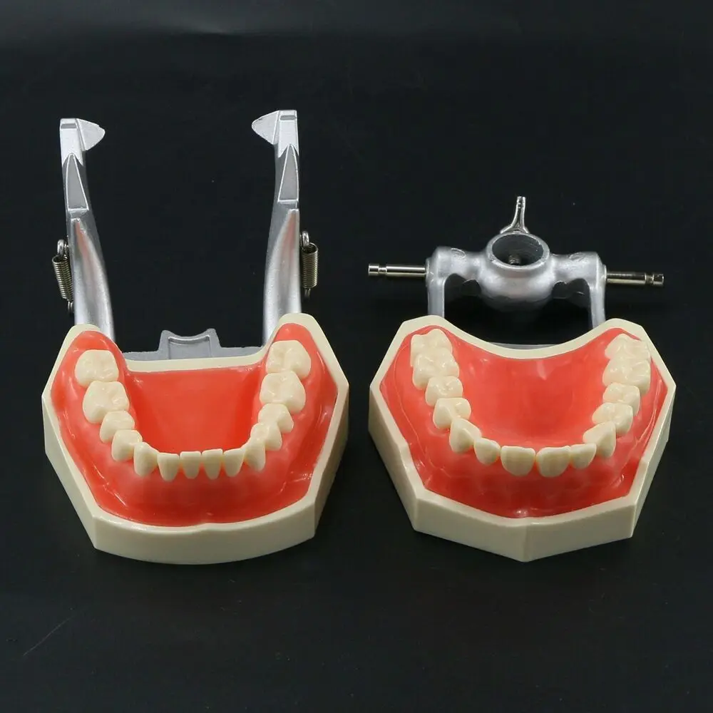 

Модель зубных зубов, демонстрационная замена Typodont, ввинчивающаяся Kilgore NISSIN 500, стиль M8011, имитация щеки