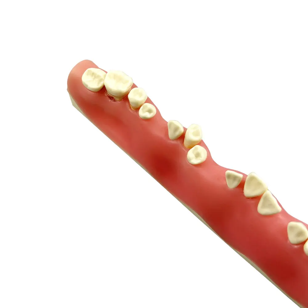 Dental Training Model Root Abscess Excision Practice Model Apicoectomy Exam Models For Teaching Dentist Patient Education Demo