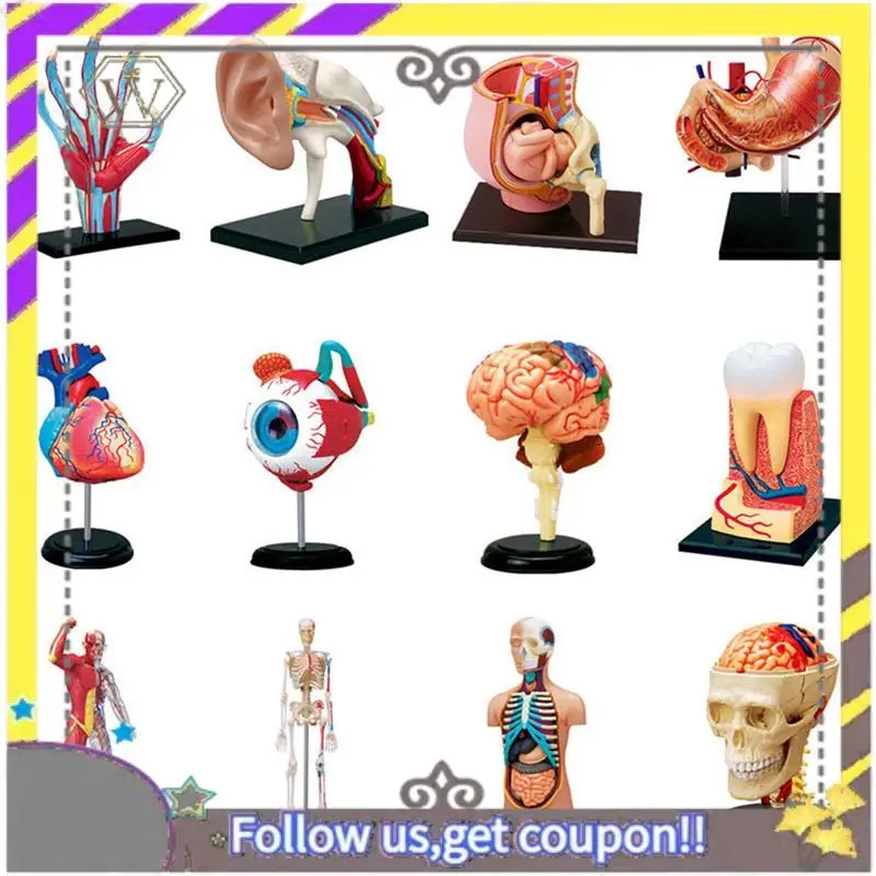 جديد - نموذج جسم الإنسان الجذري، أجزاء قابلة للإزالة، نموذج الأعضاء التعليمية لطلاب فئة الدراسة #5