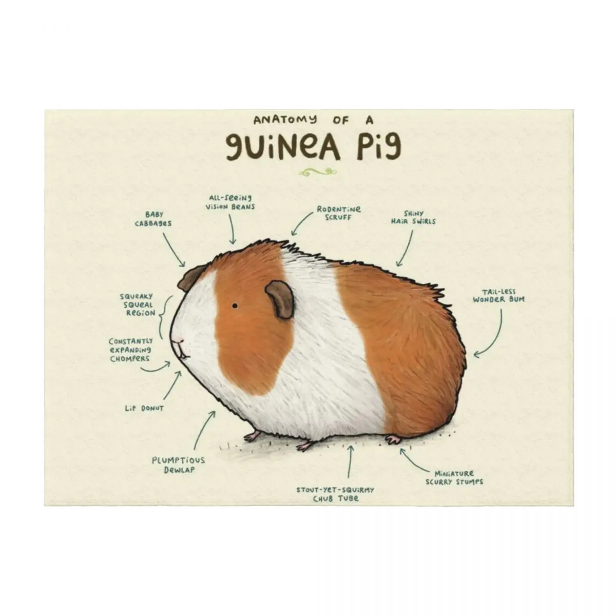 

Anatomy of a Guinea Pig Throw Blanket Sofa Quilt blankets and throws Thin Decorative Sofa Blankets
