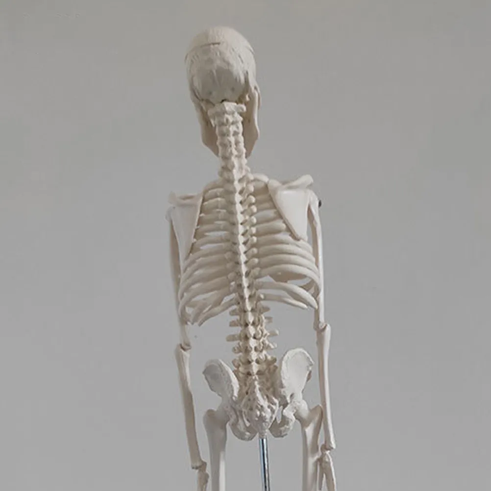 

Scientific Human Simulation PVC Anatomical for Teaching Educational Use Display Simulation Bone