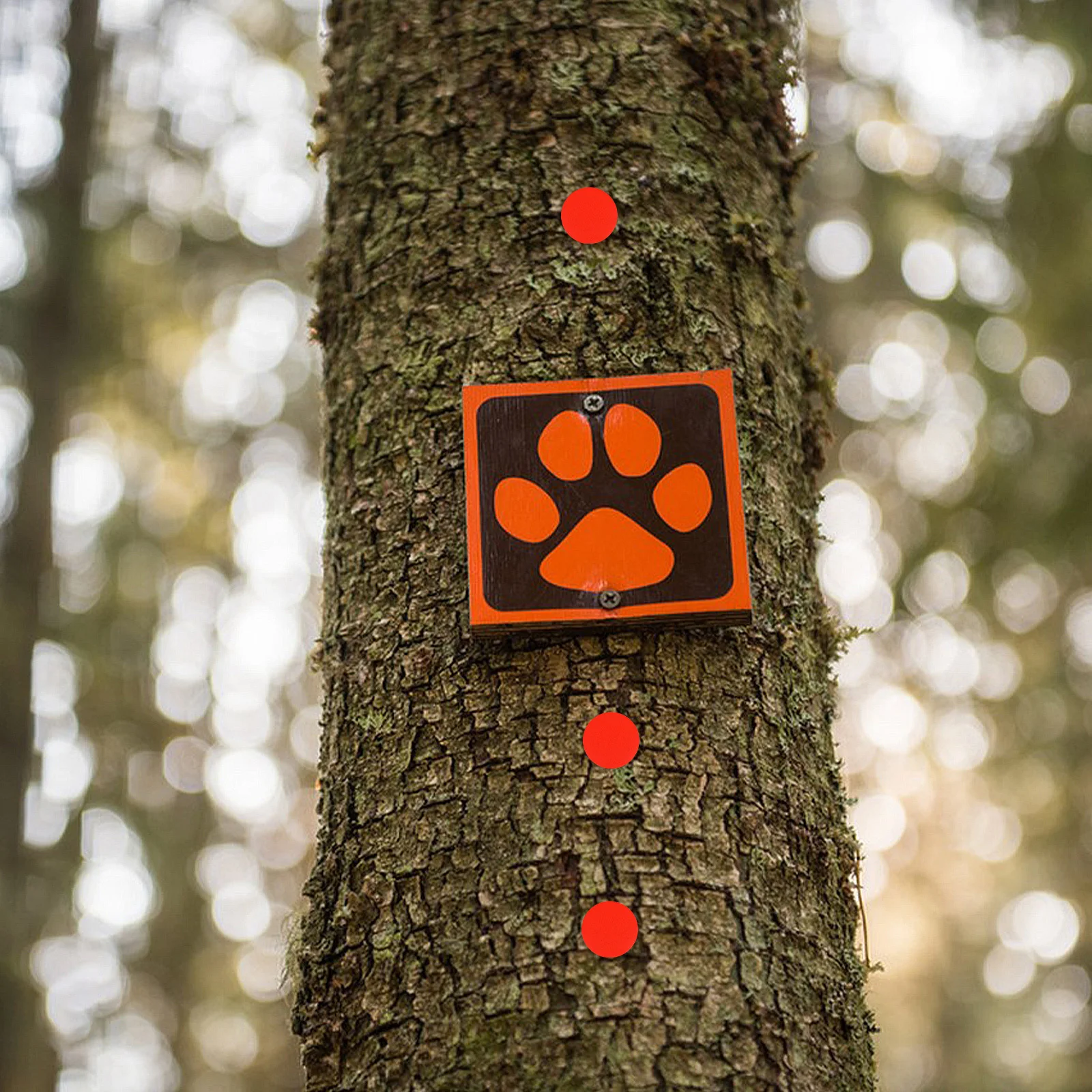 

50pcs Reflective Thumb Tacks Glow Trail Markers For Night Visibility Hiking Camping Outdoor Metal Push Pins Office Binding