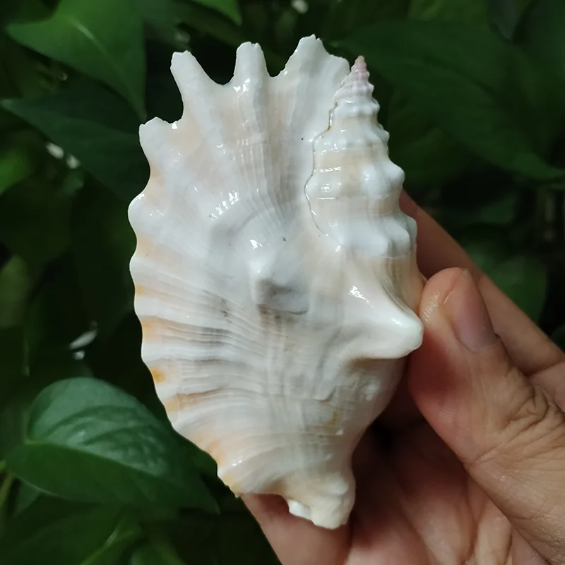 8CM-9CM True Conchs Natural Strombidae Seashells Home Office Fish Tank Decorations Ornaments Sea Shells Collection Conch Gifts