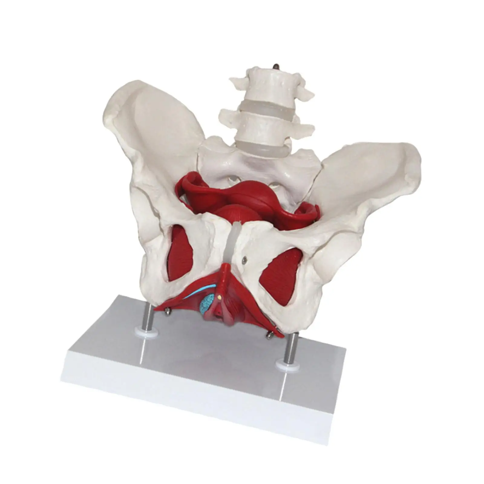 Female Pelvis Model Perineal Model Flexible Human Skeleton with Pelvic Floor Muscles for Teaching Learning Display Gynecology