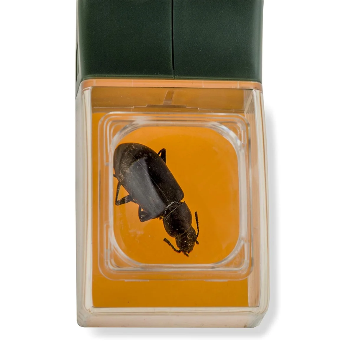 Verbeterde versie van insectenvanger Handheld Bee Insect Clamp Kakkerlak Spider Insect Catching Tool met vergrootglas HY