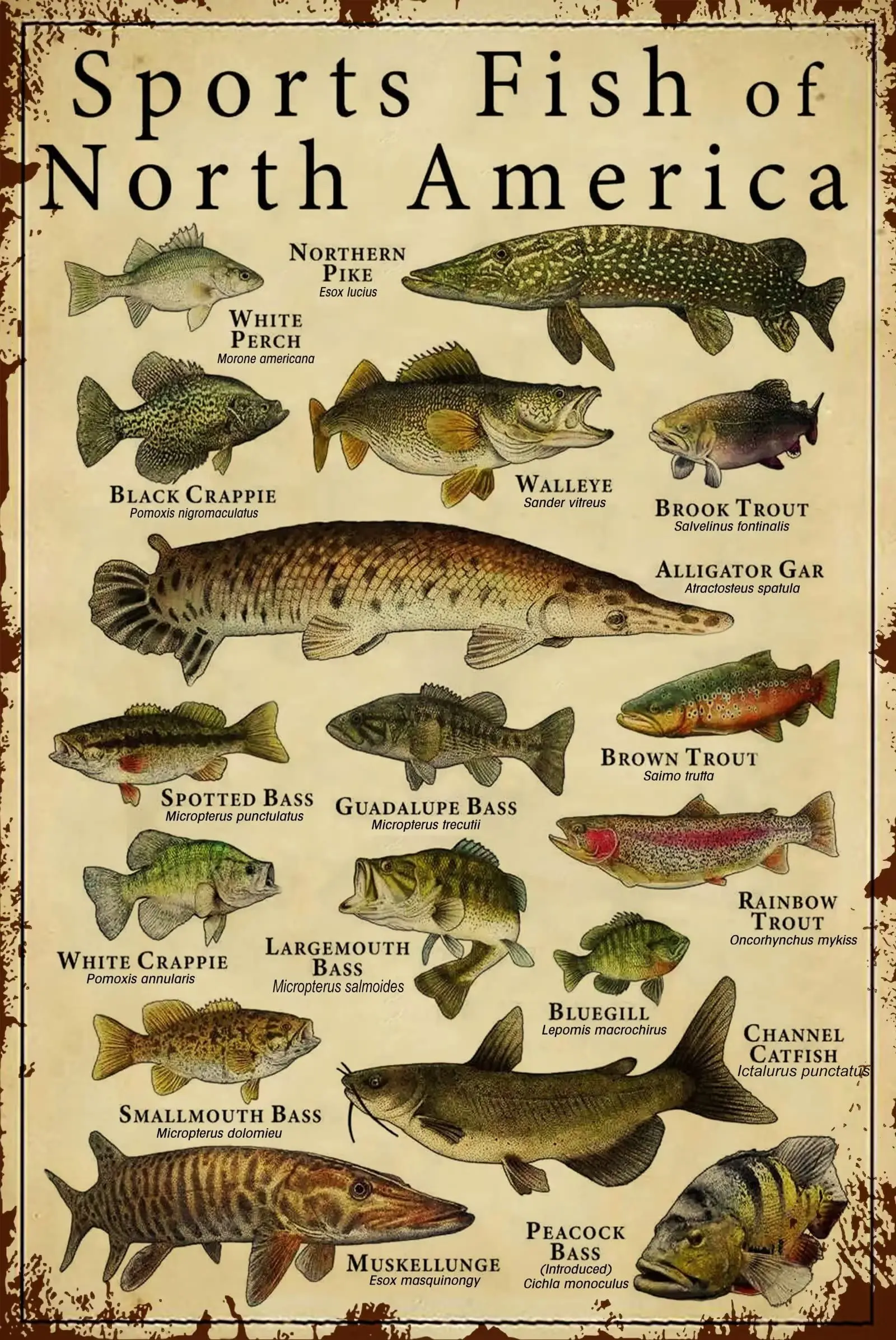 Fish Knowledge Metal Tin Sign Sports Fish Of North America Funny Poster School Education Hunting Lodge Living Room Bathroom sign