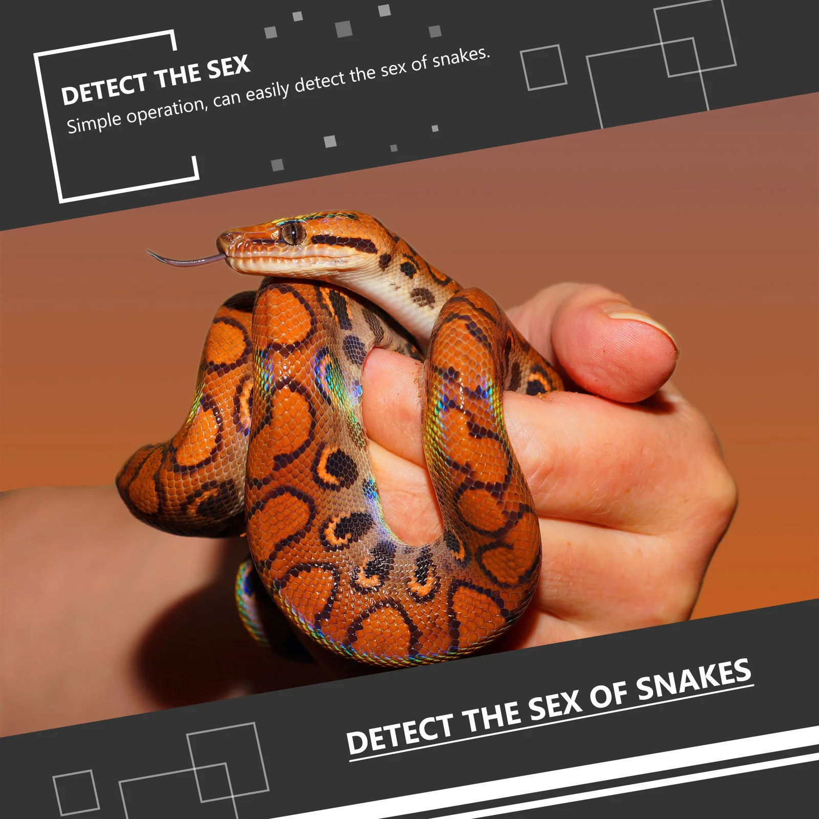 

1 set 1 Set Snake Gender Probe Stainless Steel Smooth Head Lightweight Portable Professional Reptiles Probe For Crawling