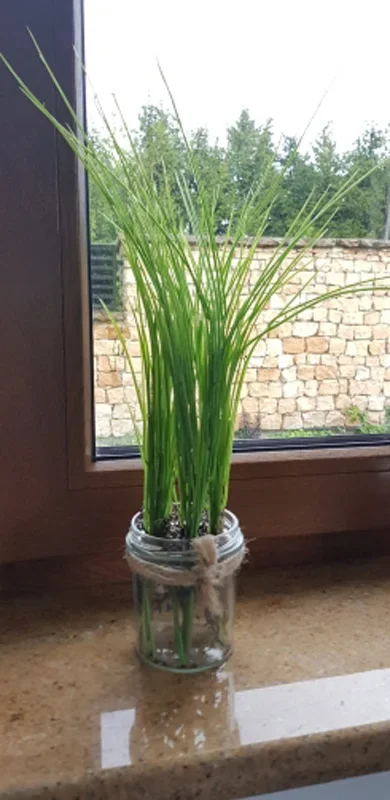 28/45cm künstliche Zwiebel Gras Pflanzen Bündel Kunststoff grünes Gras gefälschte Schilf Gras Laub Wand material für Garten Wohnkultur – Detail 2