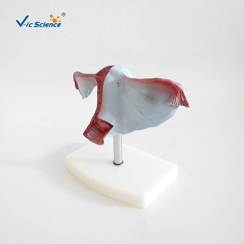 Natural Uterus Model Anatomical Model of Uterine Structure