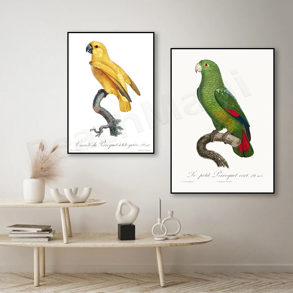 Pôster Vintage de Papagaio Amarelo - Papagaio Senegalese - Amazona Agilis - Ilustração de Pôster de Natureza para Ornitologia e Zoologia Animal