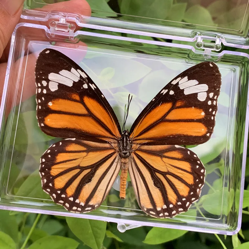 Natural Real Butterfly Specimens Rare And Exquisite Specimens For Home Decoration Display Collection In Teaching Special Gifts image 3