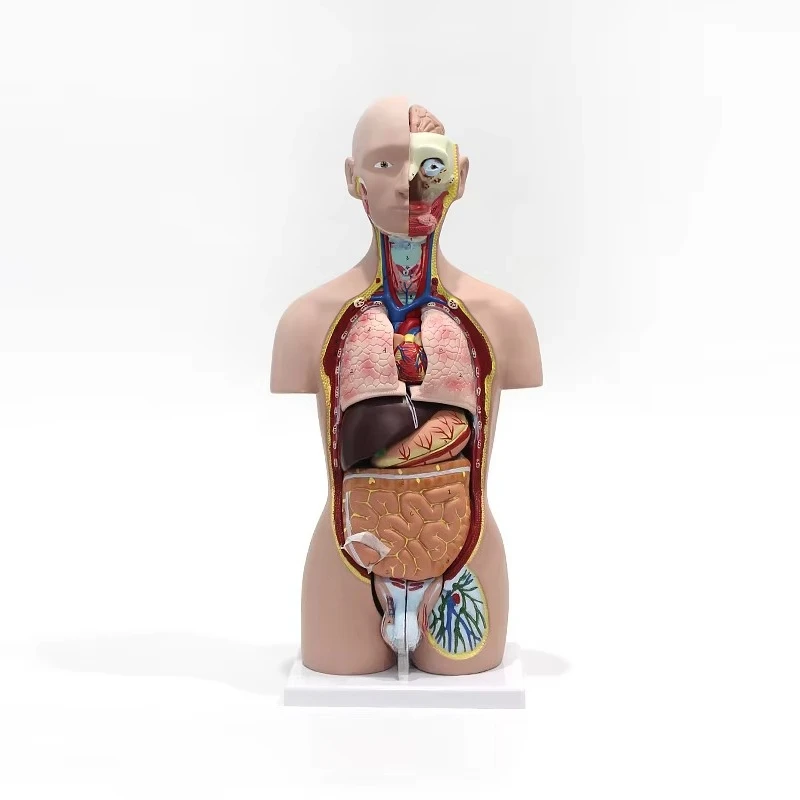 85cm Dual-Sex Human Torso Model With 33 Parts Realistic Medical Science Human Organs Model