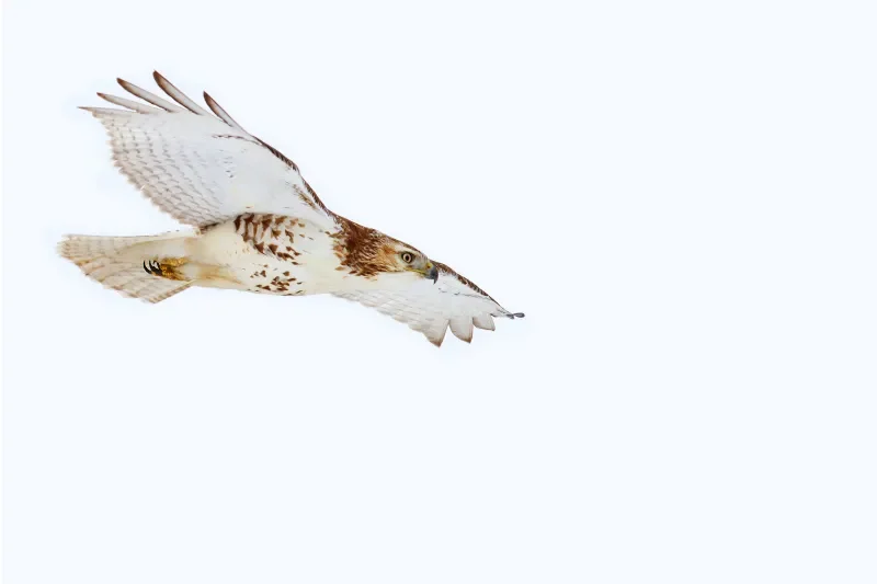 

BAYCKRC A Series 2207 Flower Flying Motor - 2085KV/1950KV, 5-inch Racing, 3-6S, for FPV Freestyle & Racing Drone Quadcopter