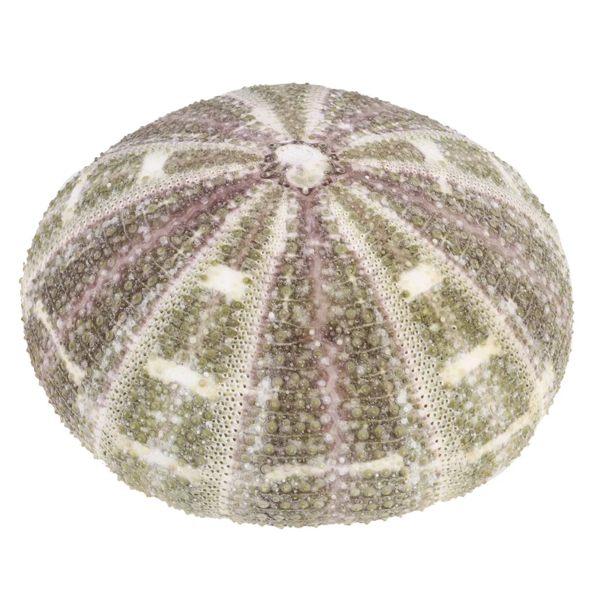 

2Pcs Natural Dried Sea Urchin Shells Unique Mini Planting Pots Desktop Succulent Holders for Home Office Decoration